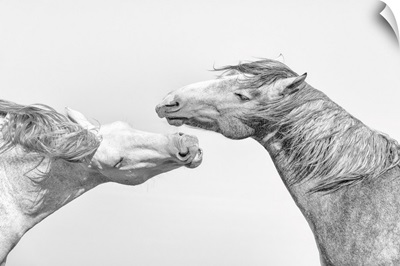 Two Stallions Spar In The Camargue, France