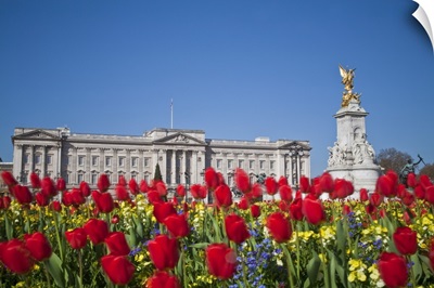 UK, London, Westminster, Tulips infront of Buckingham Palace