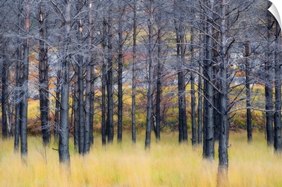 UK, Scotland, Highlands, Pine trees shape a surreal landscape