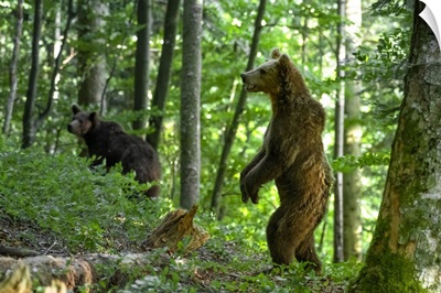 Ursus Arctos, Brown Bear, Slovenia