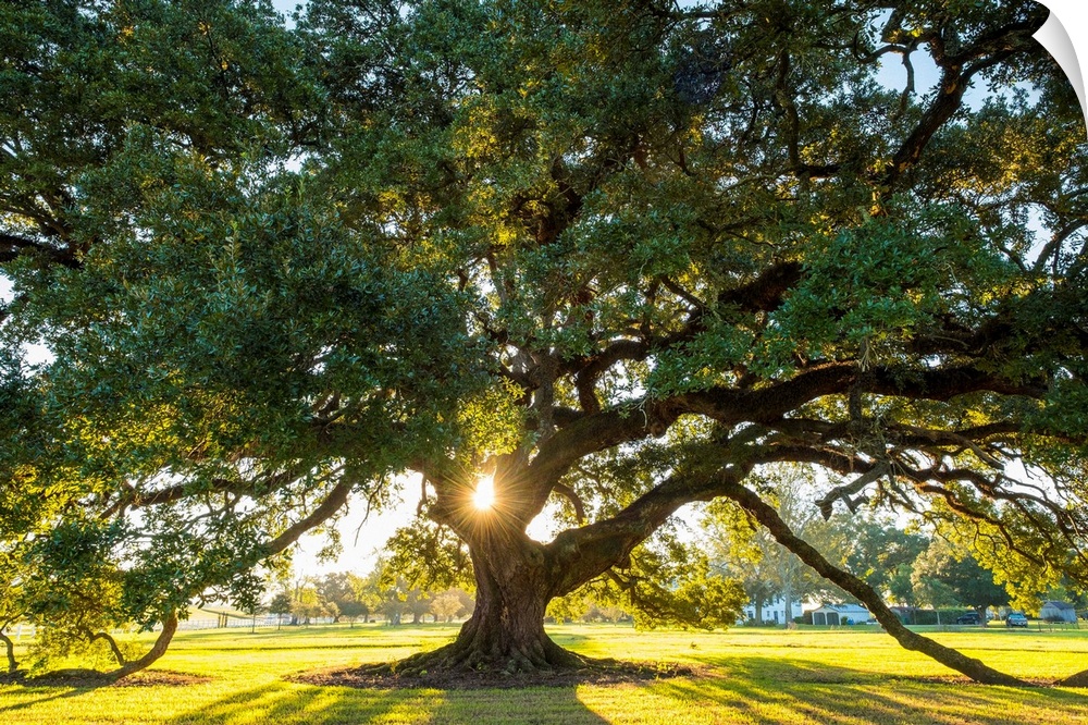 United States, Louisiana, Vacherie. Sunlight through the branches of a Southern Live Oak tree (Quercus virginiana).