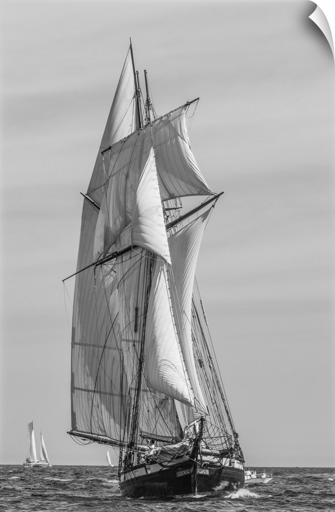 USA, New England, Massachusetts, Cape Ann, Gloucester, Gloucester Schooner Festival, schooner parade of sail.