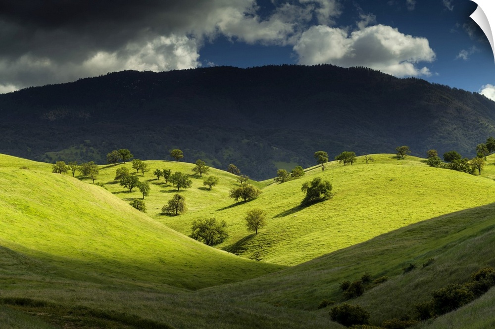 Valley of Oak Trees, near Keene, California, USA.