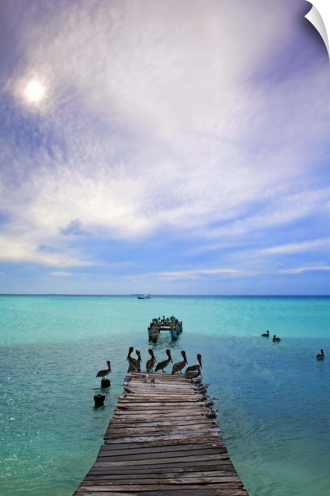 Venezuela, Archipelago Los Roques National Park, Madrisque Island, Pelicans on pier