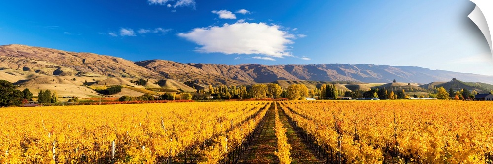 Vineyards In Autumn, Cromwell, New Zealand