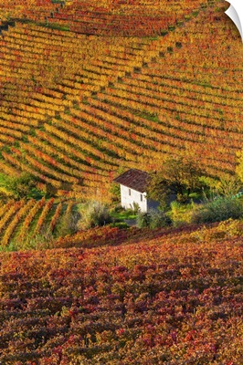 Vineyards, Langhe, Piedmont, Italy