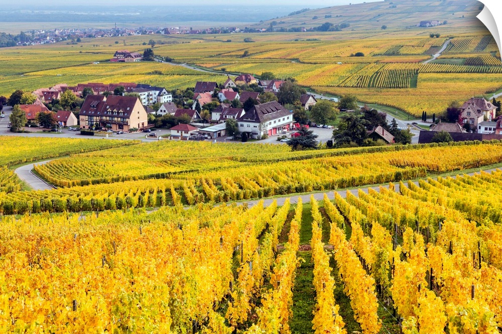 Vineyards, Riquewihr, Alsace, France.