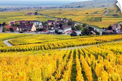 Vineyards, Riquewihr, Alsace, France