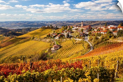 Vineyards, Treiso, Langhe, Piedmont, Italy