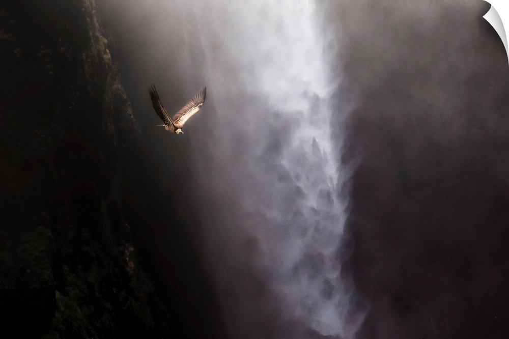 Vulture Flying Above Jinbar Waterfalls (Jin Bahir Falls), Simien Mountains National Park, Ethiopia.