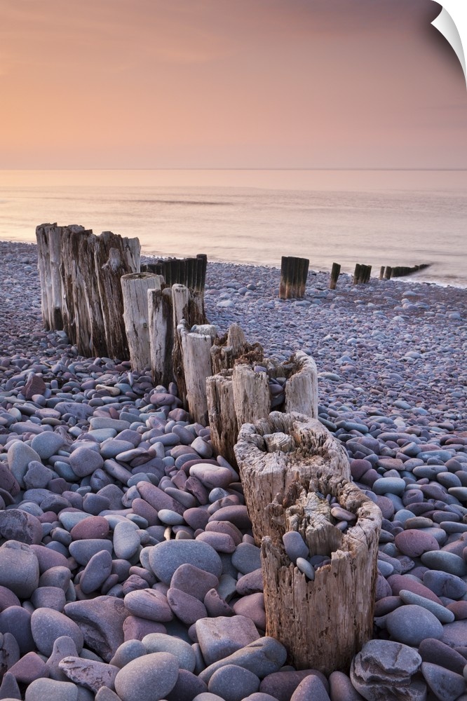 Weathered wooden groyne on Bossington Beach at sunset, Exmoor National Park, Somerset, England. Spring