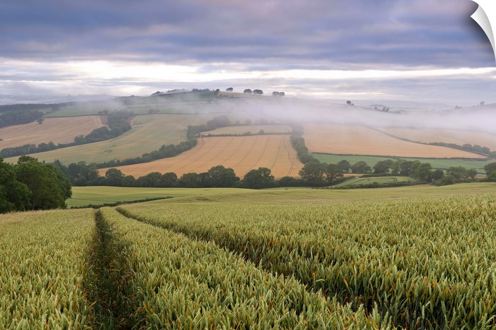 Wheat field and rolling countryside at dawn, Devon, England. Summer (July)