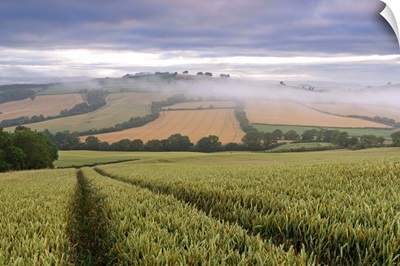 Wheat field and rolling countryside at dawn, Devon, England