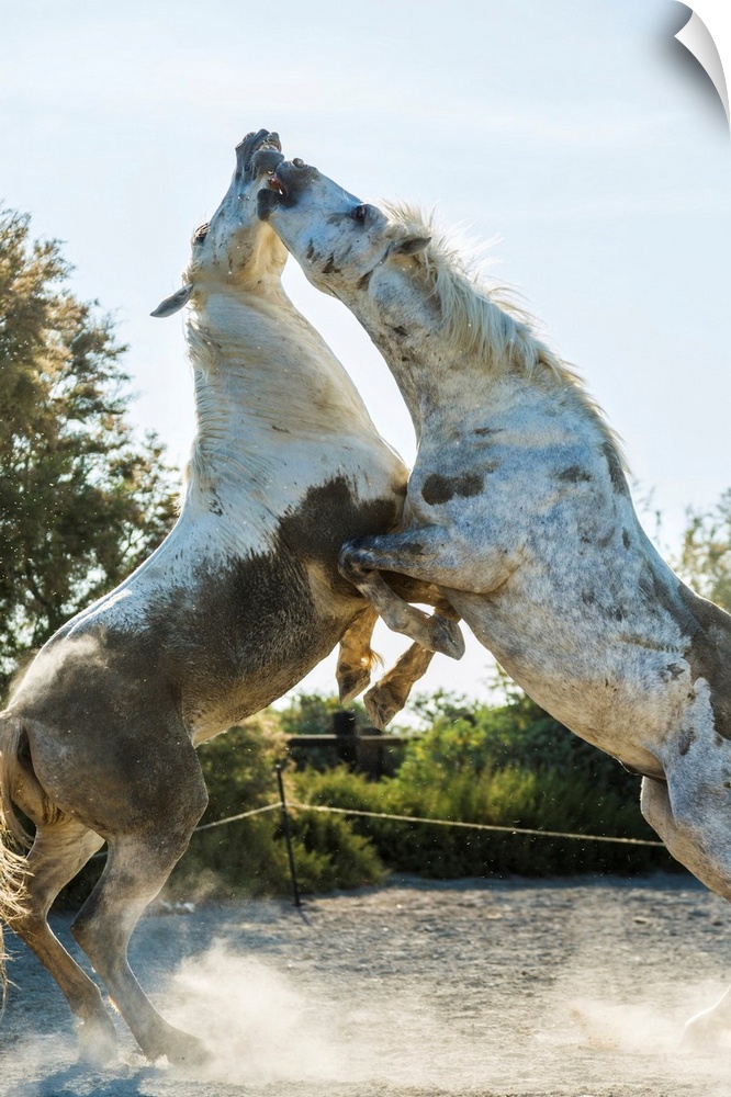 White horse stallions fighting, The Camargue, France.