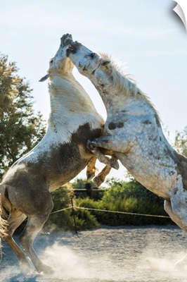 White horse stallions fighting, The Camargue, France