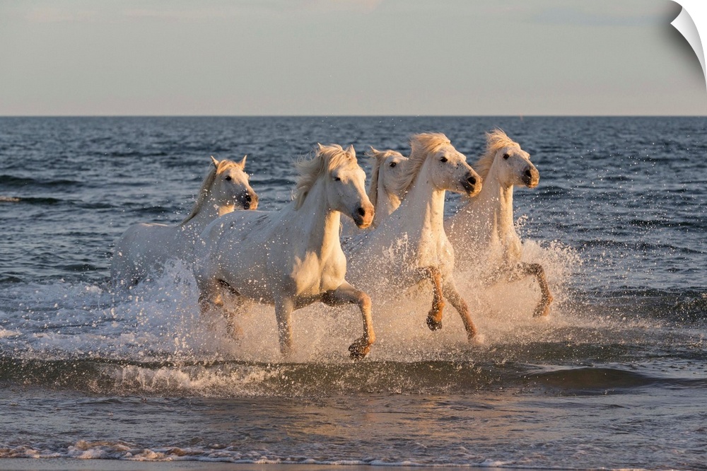 France, Provence, Camargue, White horses of the Camargue run through the mediterranean sea