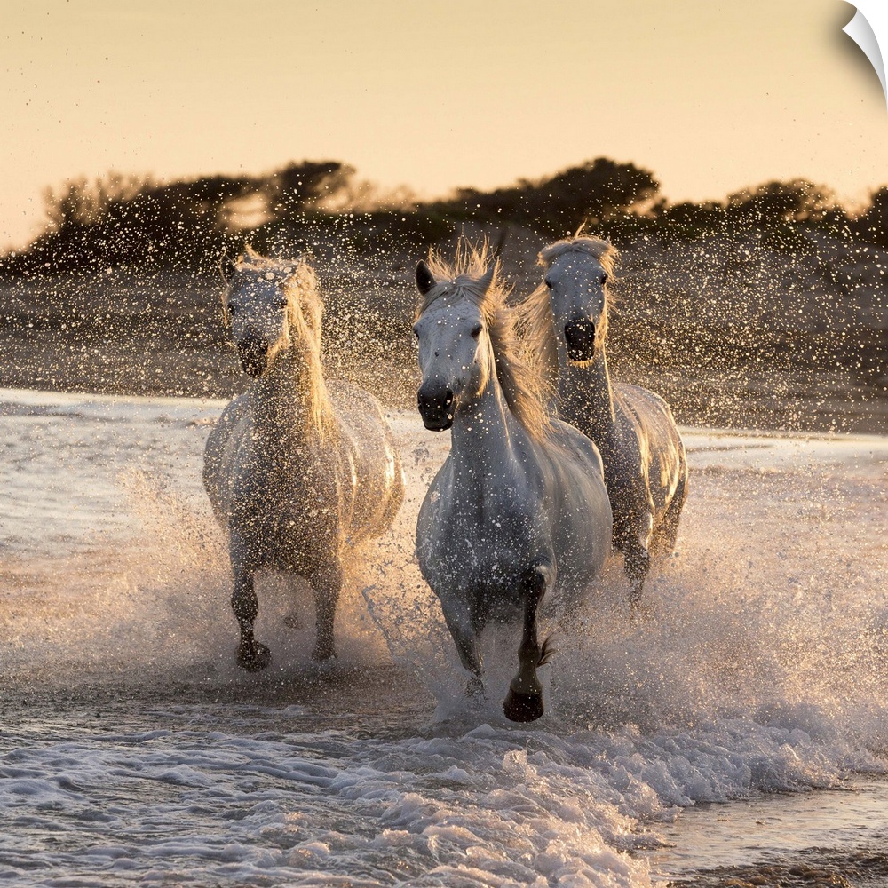 France, Provence, Camargue, White horses of the Camargue run through the surf in the mediterranean sea , with the spray ba...