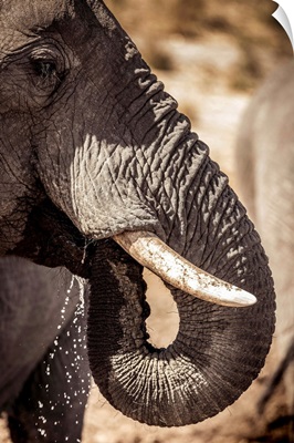Wild elephant portrait, Botswana, Africa
