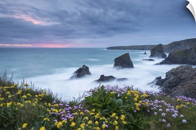Wildflowers on the clifftops above Bedruthan Steps, Cornwall, England