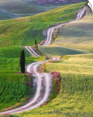 Winding Road And Cypress Tree, Tuscany, Italy