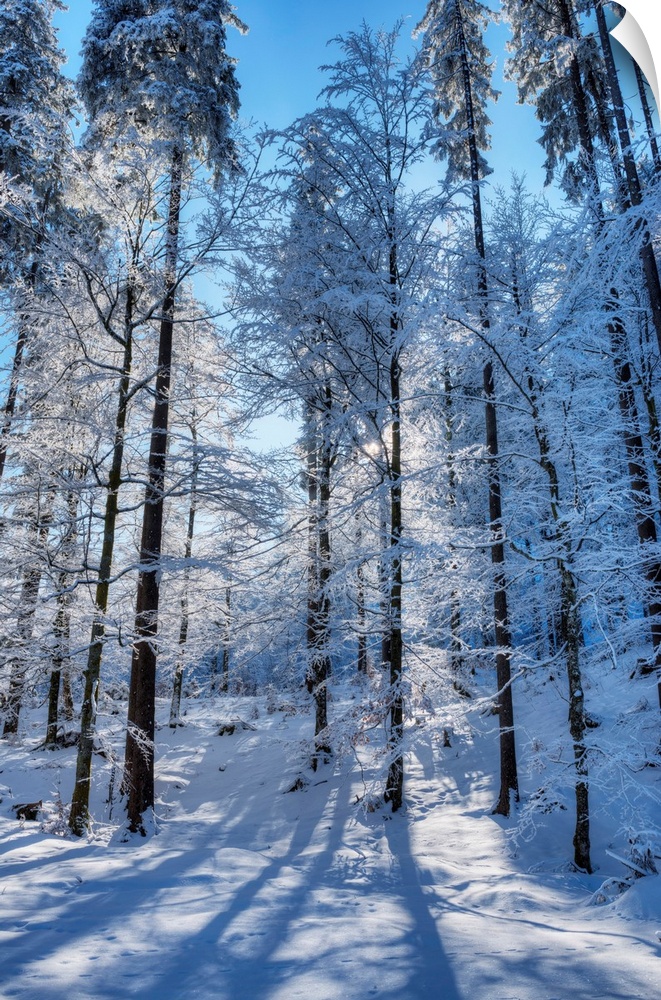 Winter Trees At The Raintal In The Tannheimer Mountains Of The Allgau, Musau, Tyrol, Austria