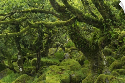 Wistman's Wood, Dartmoor National Park, Devon, England