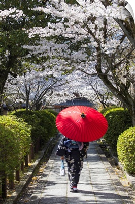 Woman In Kimono Walking In Garden With Cherry Blossom, Kyoto, Kansai, Japan (MR)