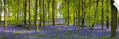 Woodland Of Bluebells (Hyacinthoides Non-Scripta) Hertfordshire, England