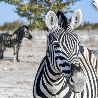 Zebra, Etosha National Park, Kunene, Namibia