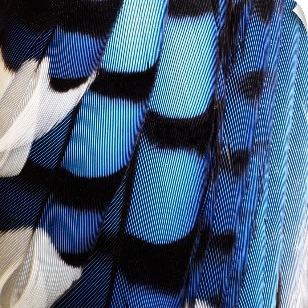 Close-up detail of blue jay feathers