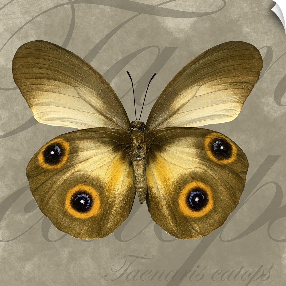 Square canvas of a butterfly layered on top of writing.