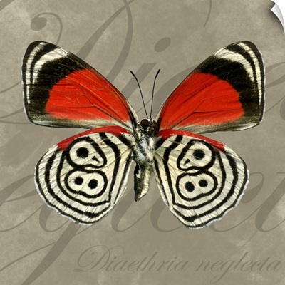 EightyEight Butterfly