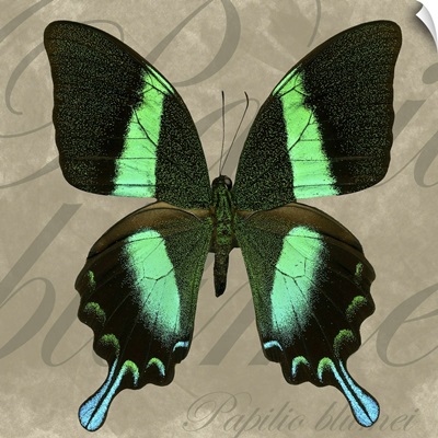 Green Mountain Swallowtail