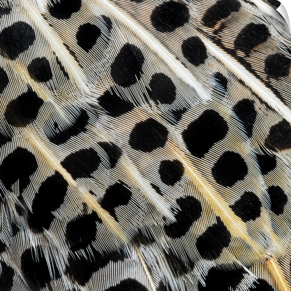 Close-up detail of grouse feathers