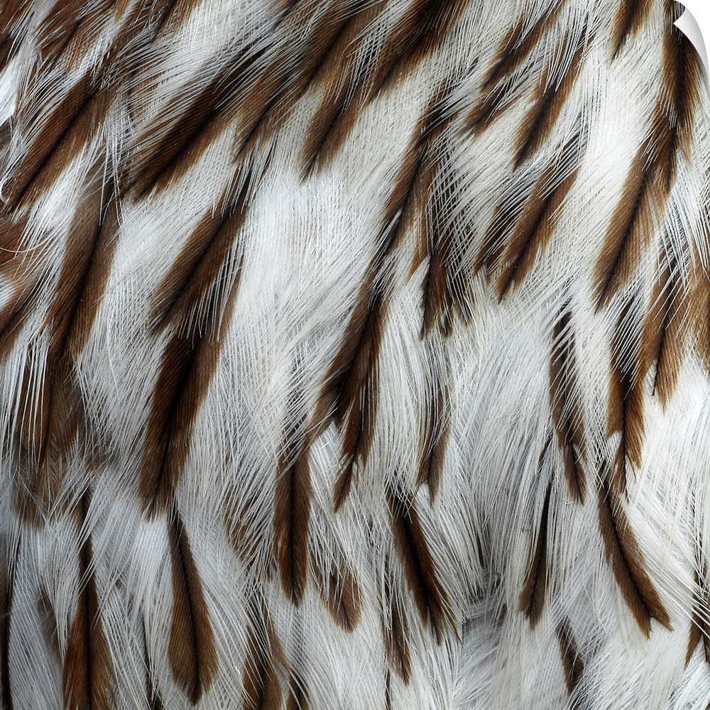 Close-up detail of hawk feathers