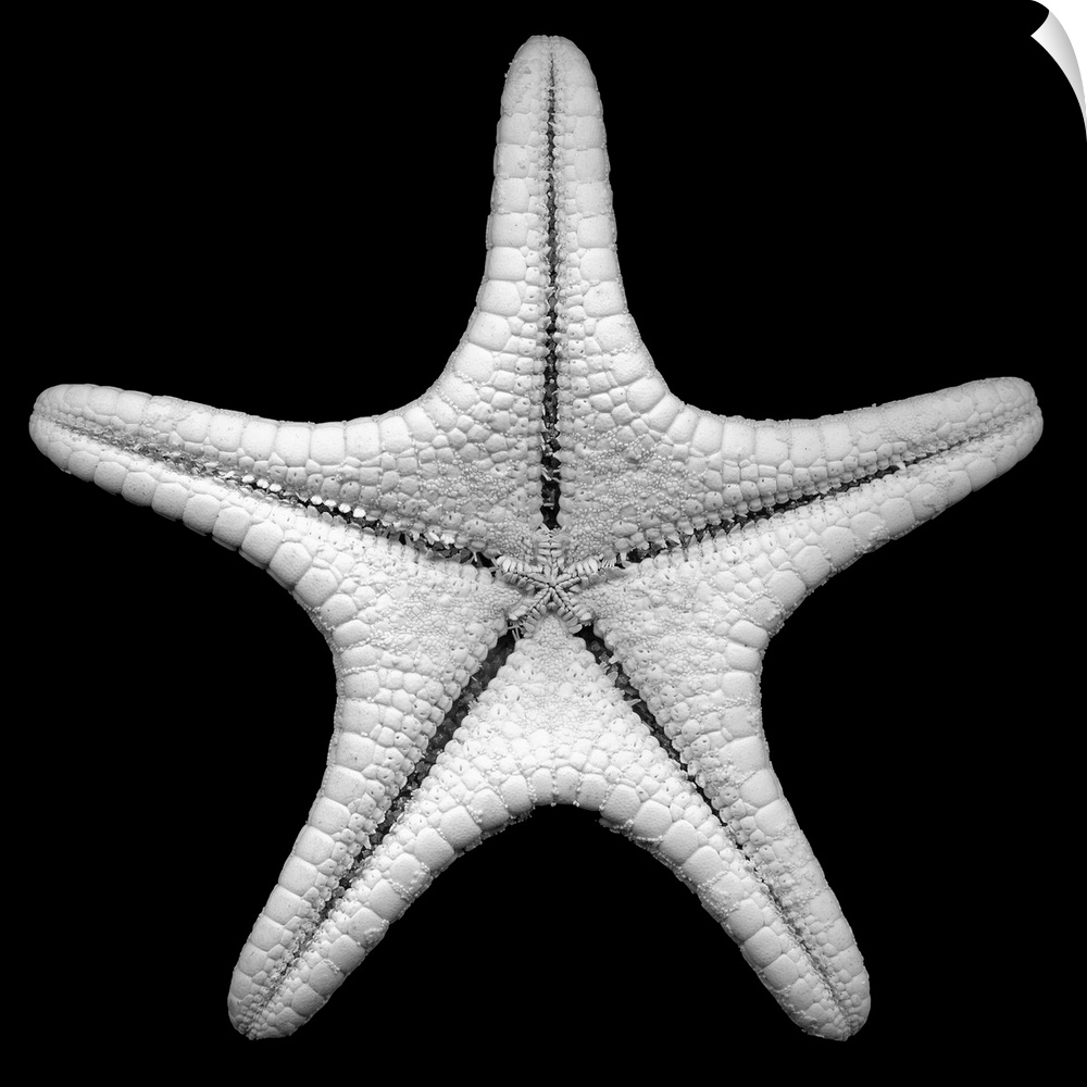 Photo art of a detailed up close shot of a star fish on a solid background.