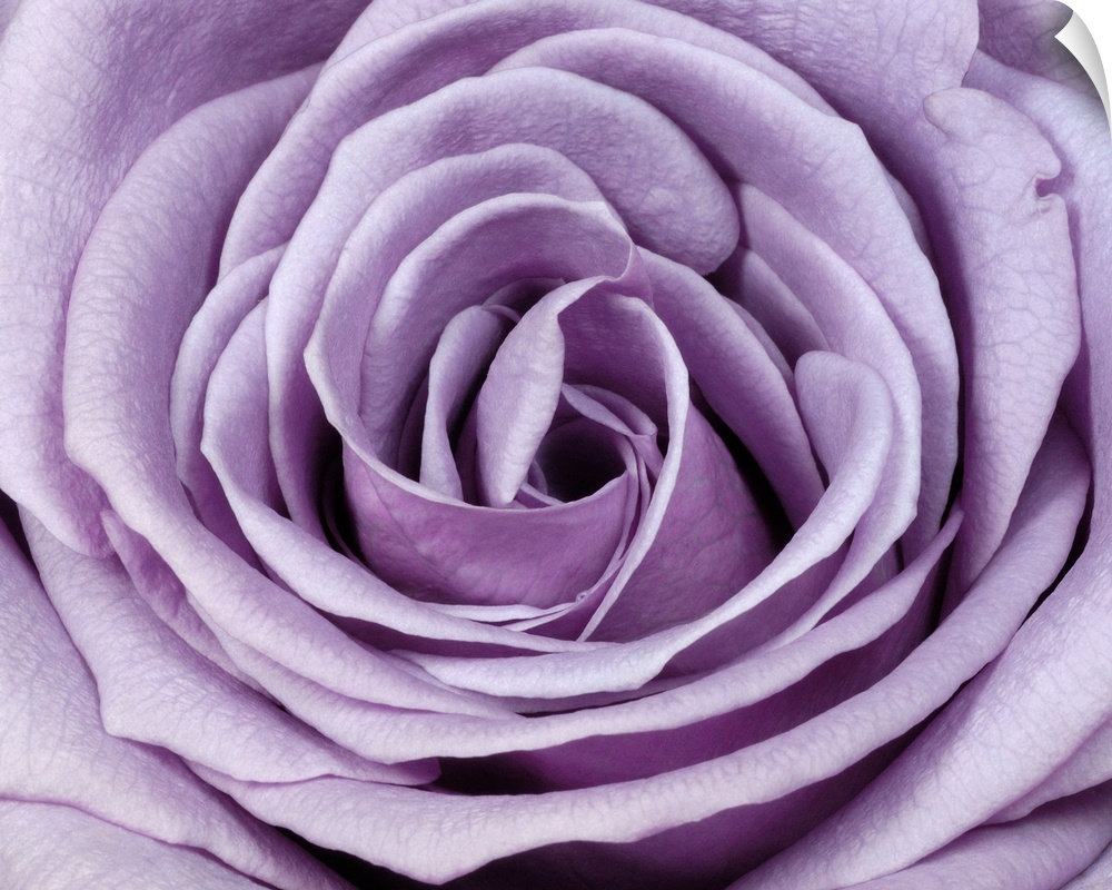 Close-up photograph of flower.