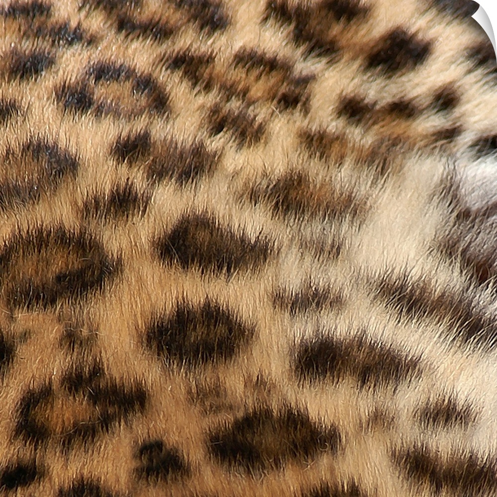 Square up close view of the patterns on a leopard's fur.