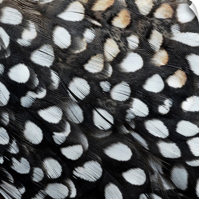 Loon Feathers