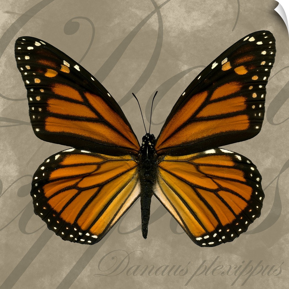 Square painting of a butterfly on canvas with text in the background.