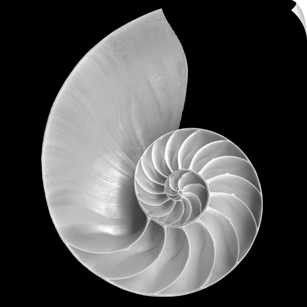 Large monochromatic photograph centers on a marine mollusk against a blank background.  The formation of the shell feature...