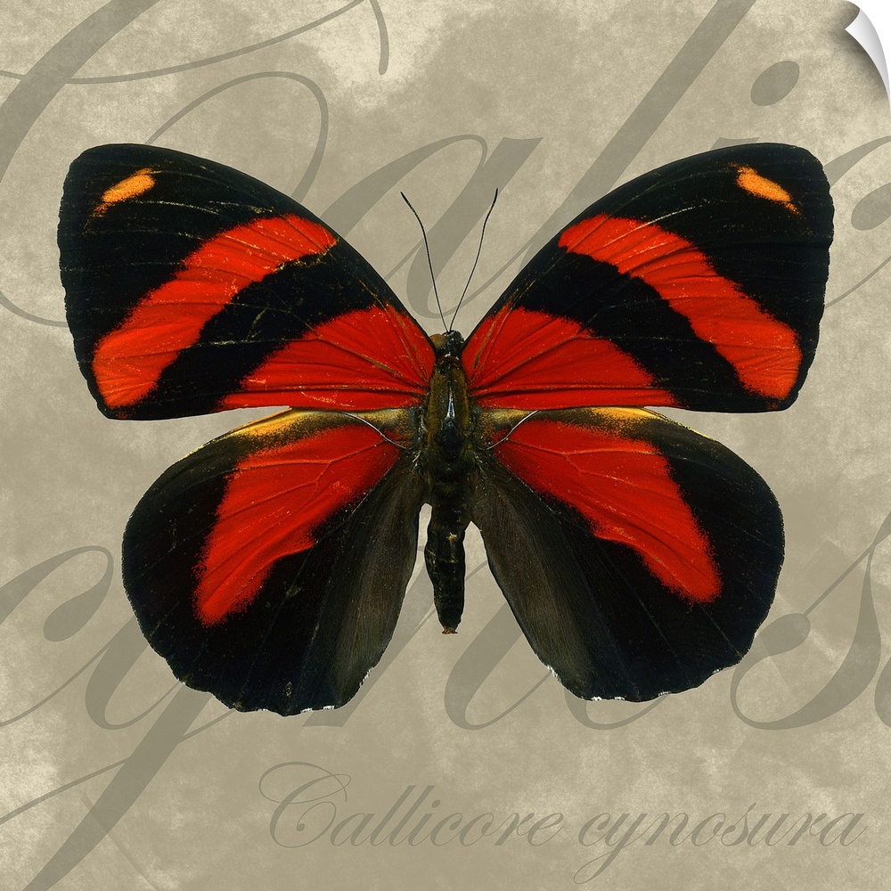 Docor perfect for the home of a red and black butterfly with the technical name scripted behind it.