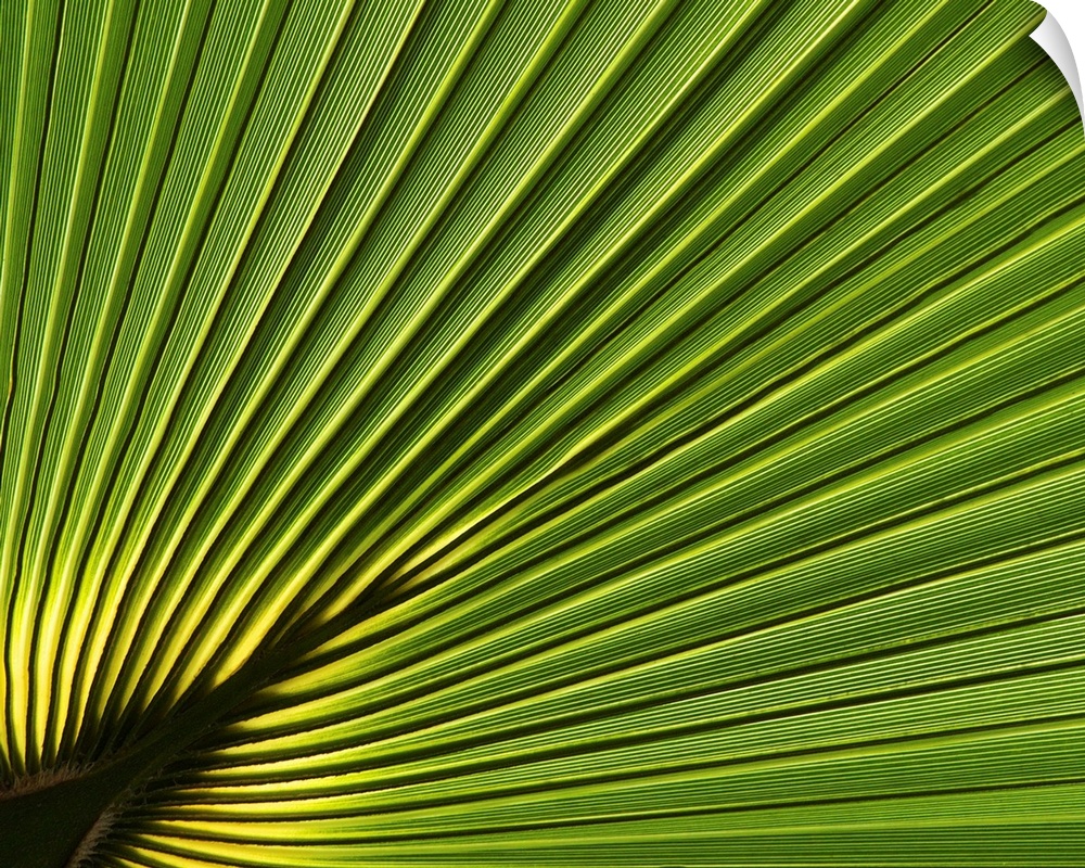 Close-up detail of palm leaves in Florida