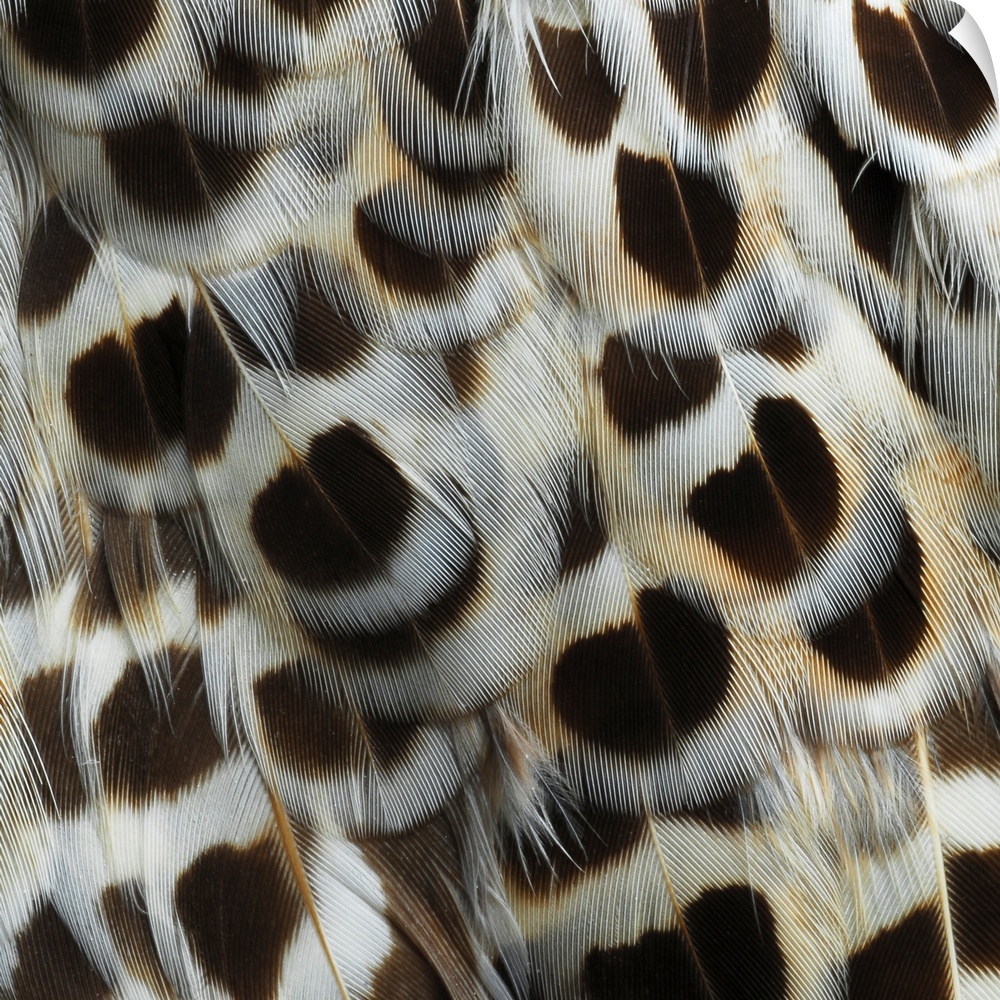 Close-up detail of pheasant feathers