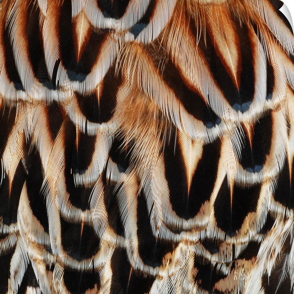 Close-up detail of pheasant feathers