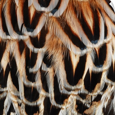 Pheasant Feathers