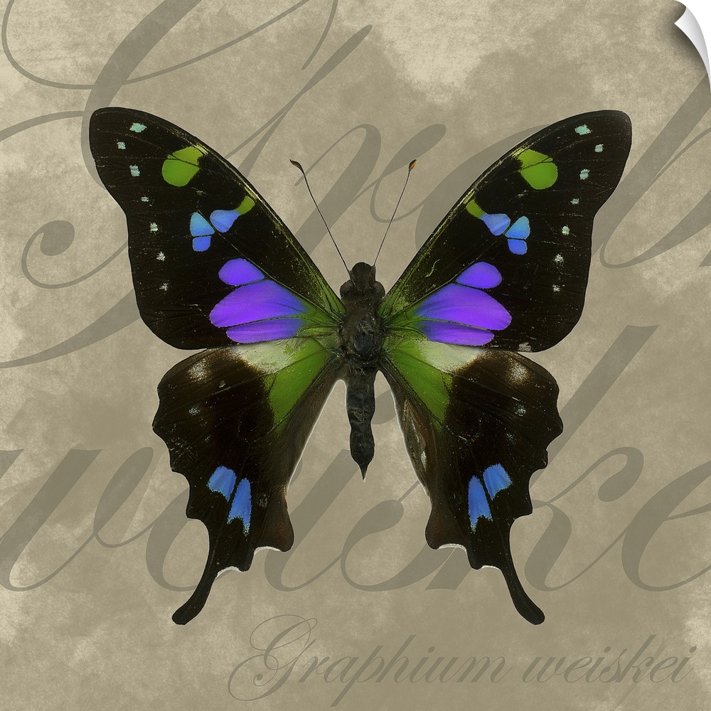 Multi colored butterfly with outstretched wings on a neutral text background.