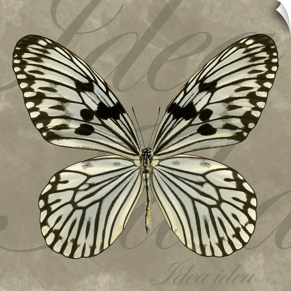 Artwork of a butterfly with the text "Idea Idea" in large and small fonts in the background.