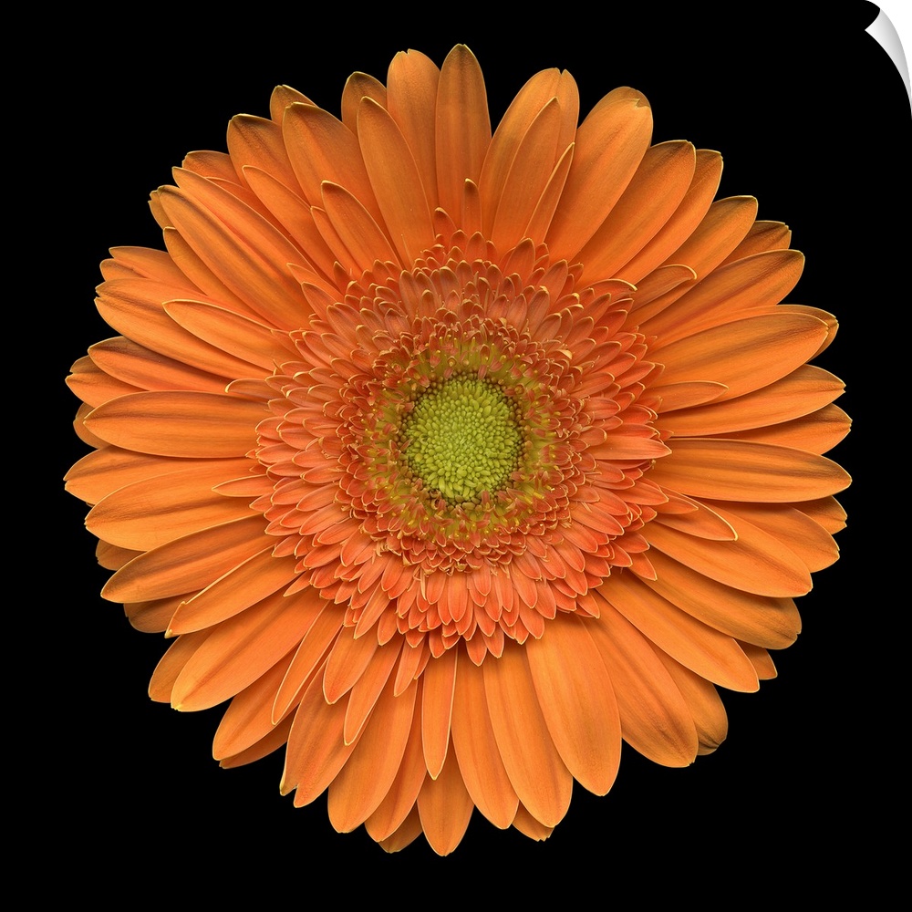 Closeup photograph of an orange daisy.