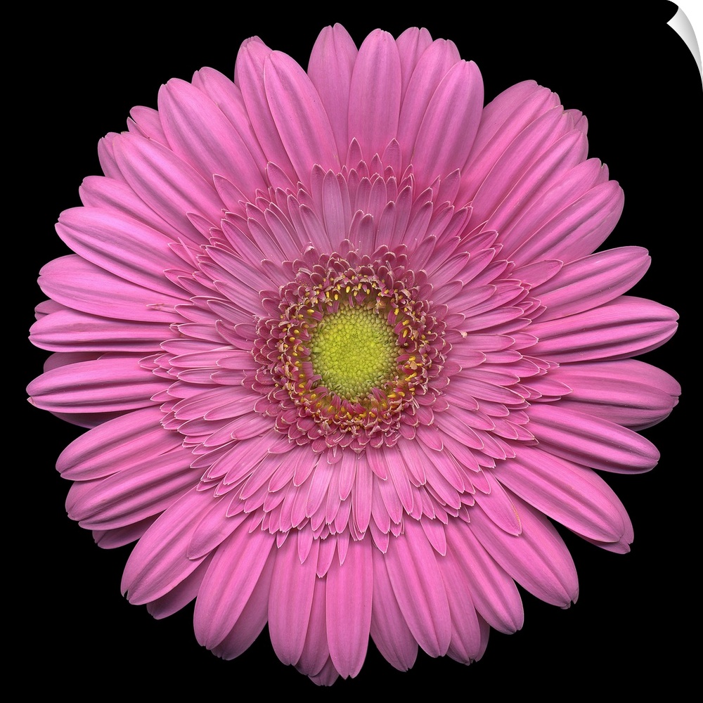 Giant, square close up photograph of a pink Gerber daisy on a solid black background.